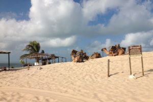 Camelos nas Dunas de Genipabu