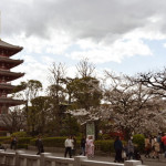 Cerejeiras em Flor em Asakusa Cerejeiras em Flor em Asakusa, Tóquio