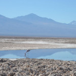 Flamingos na Laguna Chaxa. Deserto do Atacama. Flamingos na Laguna Chaxa