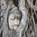 Wat Phra Mahathat - Ayutthaya cabeça de Buda em Wat Phra Mahathat - Ayutthaya