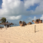 Camelos nas Dunas de Genipabu Camelos nas Dunas de Genipabu